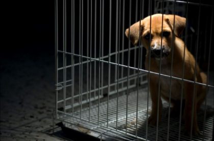 Imagen de un perro enjaulado, que ilustra caso de maltrato animal en Semana Santa