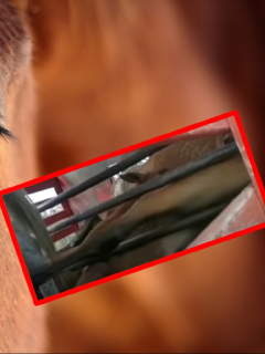 Imágenes que ilustran el maltrato que recibieron 25 caballos en Boyacá.