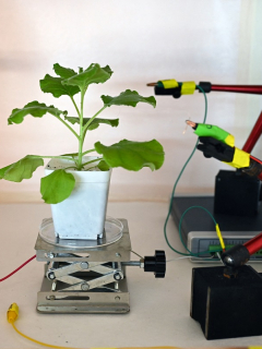 Prueba de electrodos colocados en la superficie de una planta de tabaco en un laboratorio en Singapur, mientras los científicos desarrollan un sistema de alta tecnología para comunicarse con la vegetación.