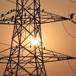 Por pájaros electrocutados, presentan querella contra gigante energético en España
