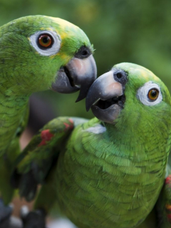 El centro de ayuda de fauna y flora silvestre de la ciudad de Bogotá, es reconocido en América Latina como el más sofisticado.
