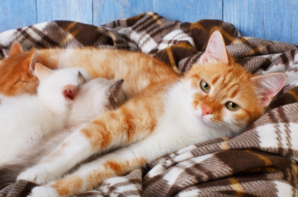 Foto de gatos ilustra nota sobre cuidados en el embarazo 