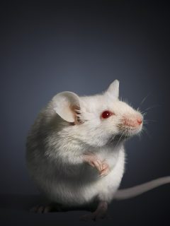 Ratones se están comiendo los cadáveres en Riohacha.