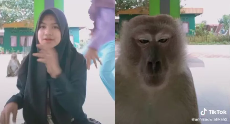 Capturas de pantalla de video viral de mono que roba el celular a niñas que estaban grabando video para TikTok