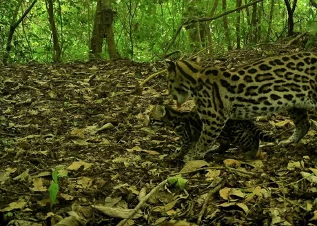 Un tigrillo con su cría también apareció ante los dispositivos que estudian las variaciones que se presentan en las poblaciones de fauna / Parques Nacionales Naturales de Colombia.