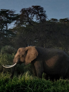 Imagen de elefantes ilustra artículo Elefantes en época de reproducción mataron a cazador en Sudáfrica