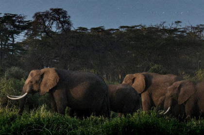 Imagen de elefantes ilustra artículo Elefantes en época de reproducción mataron a cazador en Sudáfrica