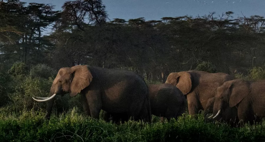 Imagen de elefantes ilustra artículo Elefantes en época de reproducción mataron a cazador en Sudáfrica