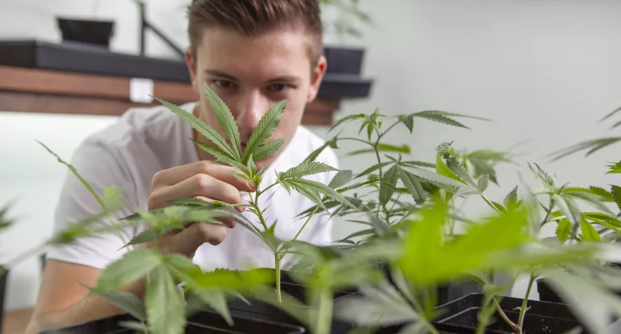 Foto de hombre en cultivo de marihuana, a propósito de qué es 420 y cuál la enfermedad que provoca.