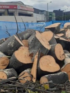 La tala de árboles en la Avenida 68 de Bogotá, donde irá la nueva troncal de Transmilenio continúa llevándose a cabo pese a las protestas de la ciudadanía.