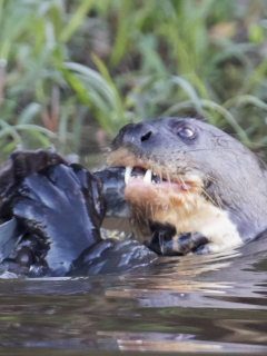 Nutria gigante comiendo ilustra nota sobre ese animal cazando una iguana en Colombia, algo nunca antes visto