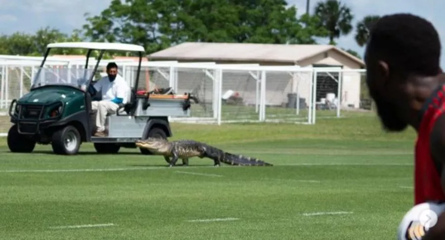 Foto de cocodrilo que se apareció en pleno entrenamiento del Toronto FC en Florida