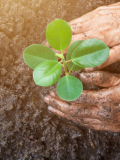 En India siembran cientos de árboles por cada niña que nace