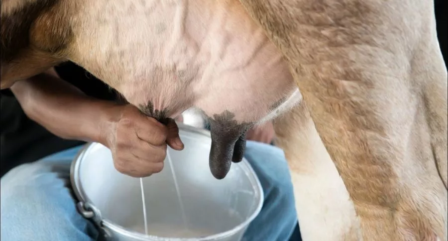 Imagen de un hombre que ordeña una vaca, y que ilustra la alerta por escasez de leche debido a bloqueos en el paro nacional