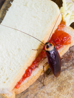Cucaracha en sánduche, ilustra nota de video de Desconocido que lanzó más de 1.000 cucarachas a un restaurante por venganza