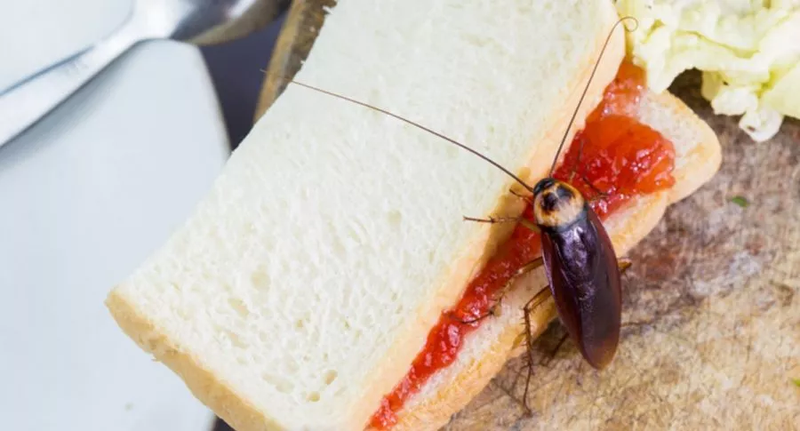 Cucaracha en sánduche, ilustra nota de video de Desconocido que lanzó más de 1.000 cucarachas a un restaurante por venganza