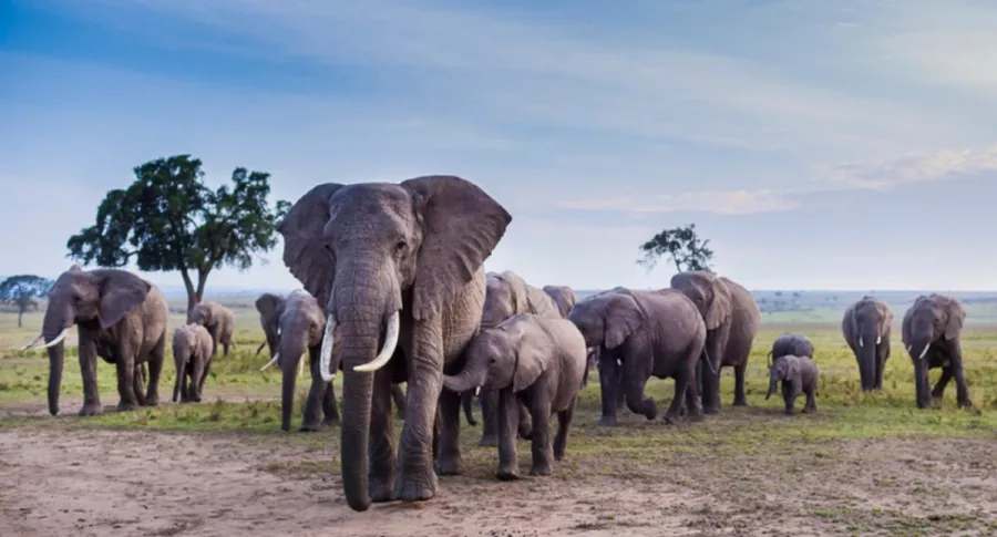Grupo de elefantes, ilustra nota de video de elefantes arrasan con campo de banano, pero dejan en pie planta con nido
