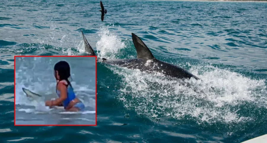 Tiburón y captura de pantalla de video de niña de 6 años tiene espeluznante encuentro con un tiburón