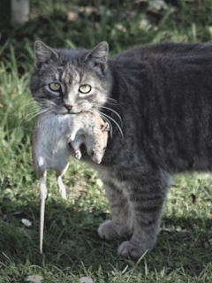 Más de 1.000 gatos combaten las ratas en Chicago