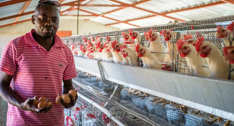 Paro nacional: compañía de huevos sacrificó a 400.000 gallinas a falta de comida