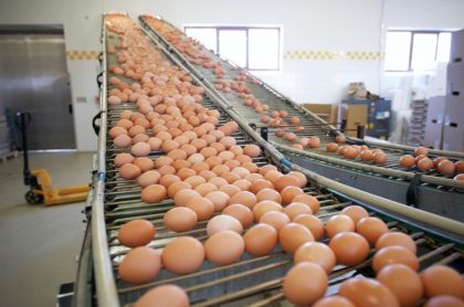 Empresa productora de huevos, ilustra nota de Paro nacional: 4 empresas avícolas están en peligro de cerrar por bloqueos