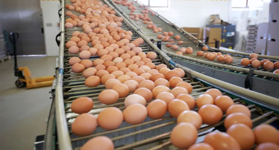 Empresa productora de huevos, ilustra nota de Paro nacional: 4 empresas avícolas están en peligro de cerrar por bloqueos
