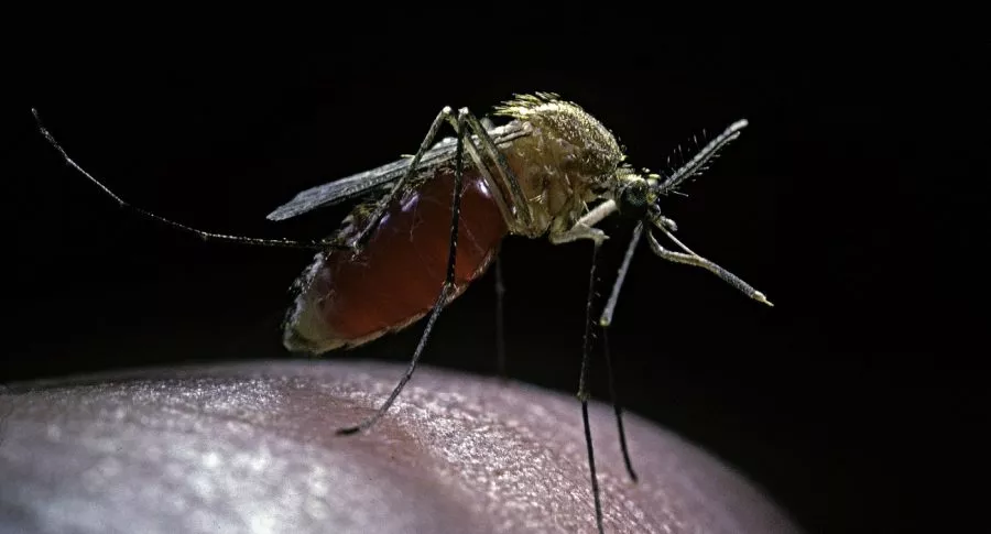 Imagen de mosquito picando, a propósito de con qué pican
