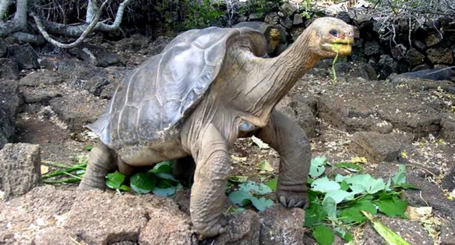 Hallan tortuga gigante que se creía extinta desde hace 100 años