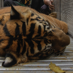 Dos tigres mataron a guardián de zoológico, pero después murieron también, abatidos