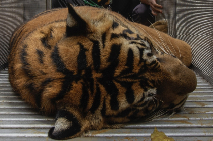 Imagen de tigre ilustra artículo Tigres mataron a guardián de zoológico en China