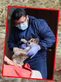 Puma encontrado en Bogotá.