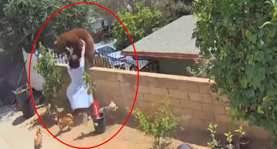 Captura de pantalla de video viral de joven de 17 años empuja a oso para salvar a sus perros