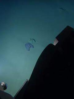Captura de pantalla de video en el que encuentran plástico y basura en la tercera fosa oceánica más profunda