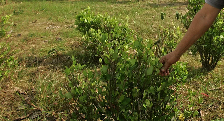 Imagen de mata de coca ilustra artículo Cultivos de coca en Colombia se redujeron 7% en 2020, hasta 143.000 hectáreas