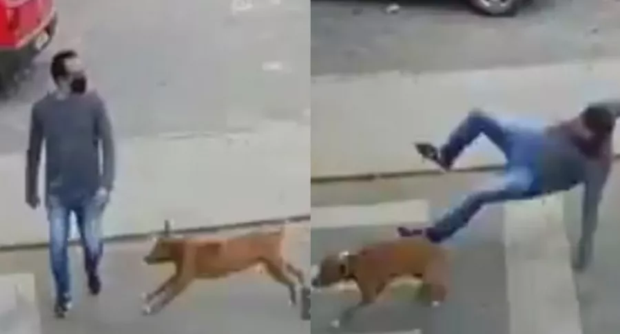 (Video) Perro atropella a toda velocidad a un peatón y causa furor en redes