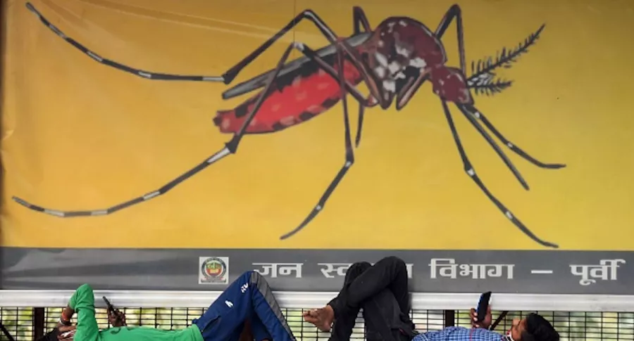 Mosquitos infectados con bacteria serían solución a casos de dengue en Colombia