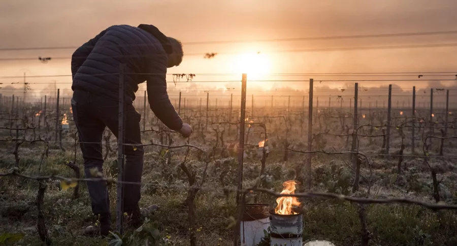 Foto de hombre observando sus cultivos quemados ilustra artículo Cambio climático: punto de no retorno ya se habría traspasado