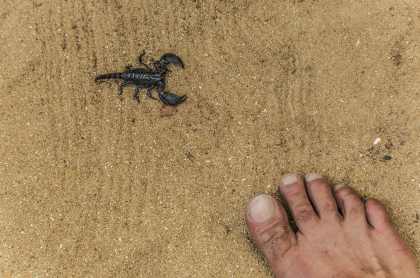 Este sería el significado de soñar con alacranes o escorpiones.
