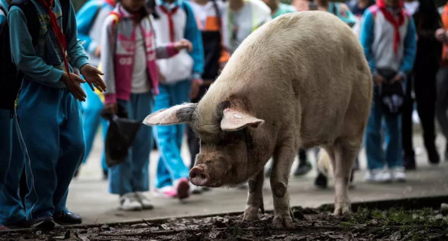'Zhu Jianqiang', cerdo que sobrevivió a un terremoto en China y es visto como héroe murió 