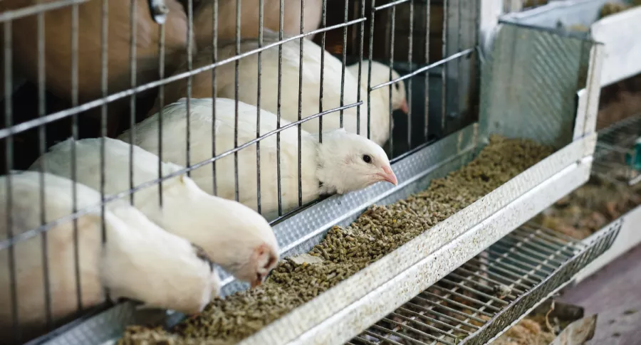 Parlamento Europeo pone fin a la cría de animales enjaulados