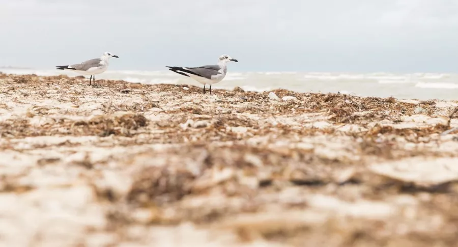 Foto de sargazo en una playa, en nota que describe qué es y cómo afecta el medio ambiente.