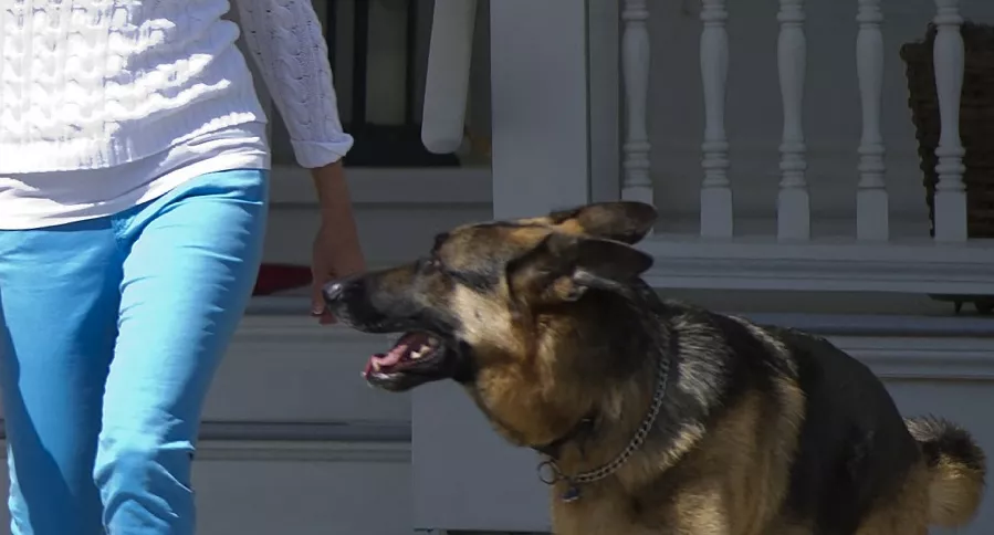 Jill Biden camina con el perro Champ