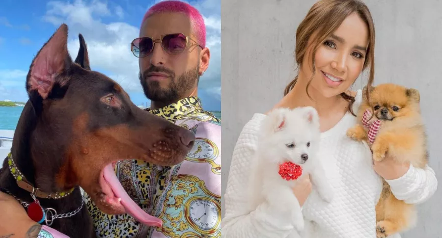 Fotos de Maluma y Paola Jara con sus perros en referencia a perros de famosos con Instagram.