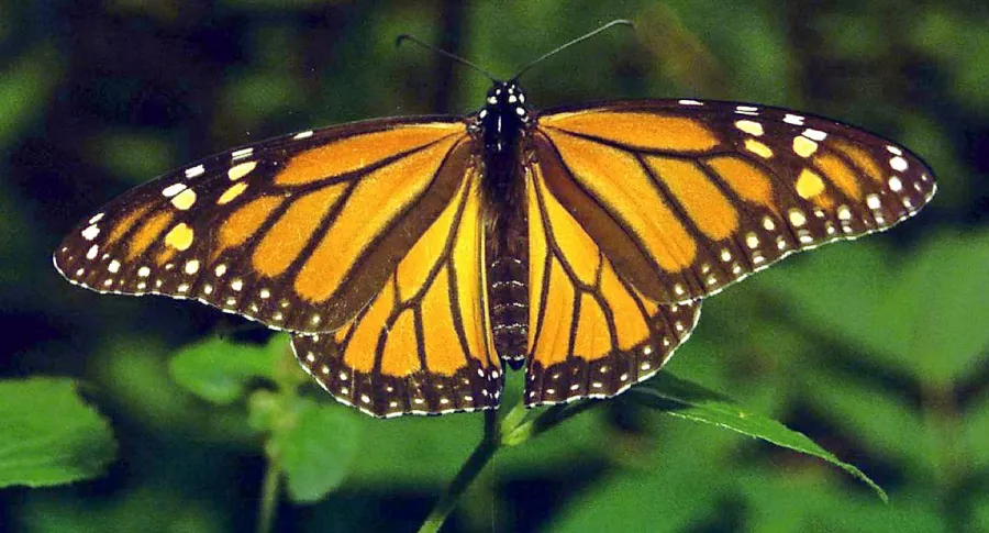 Imagen de mariposa ilustra artículo Colombia, país con más especies de mariposas del mundo