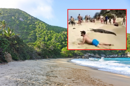 Parque Tayrona y captura de pantalla de turista que desafía a caimán para que le tomen foto