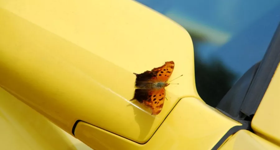 Mariposa sobre espejo de carro, ilustra nota de Joven asegura que su mamá se le apareció en forma de mariposa