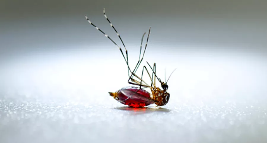 China erradica la malaria, luego de 70 años de lucha