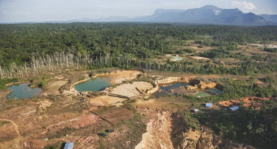 La deforestación en Colombia aumentó un 8 % en 2020.