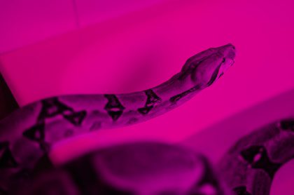 Hallan segunda serpiente pitón en inodoro de Austria
