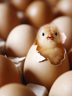 Precio del pollo y los huevos se mantendrá alto durante un año y medio más